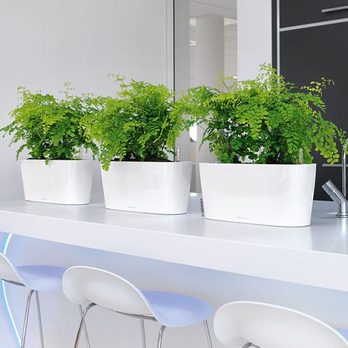 德国原装乐株沯40x15x18 delta20花盆室内会议室自动灌溉储水智能桌面