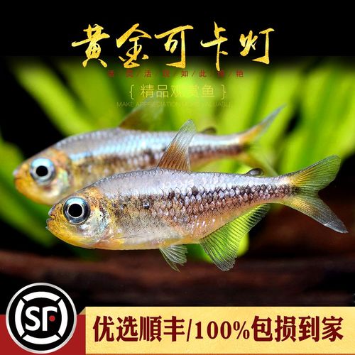 黄金可卡灯鱼南美进口f1黄金白金可卡霓虹帝王灯珍惜观赏鱼活体鱼