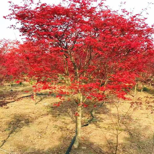 红枫树苗红枫树苗红枫树苗庭院花园别墅景观树苗日本红枫红舞姬美国