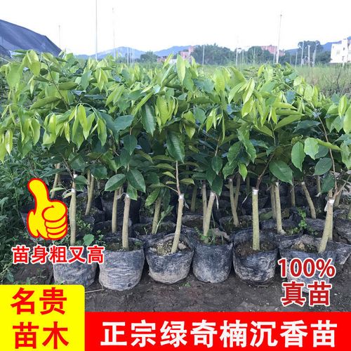 正宗沉香树苗 奇楠沉香苗 绿奇楠树苗白奇楠嫁接一代绿奇楠沉香树