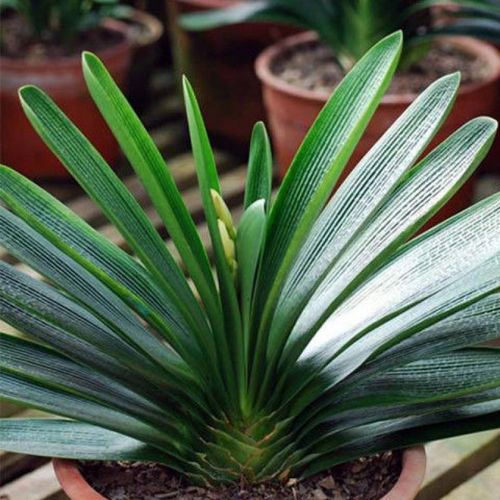 盆栽圆头和尚君子兰苗黄花技师花脸室内植物当年开花