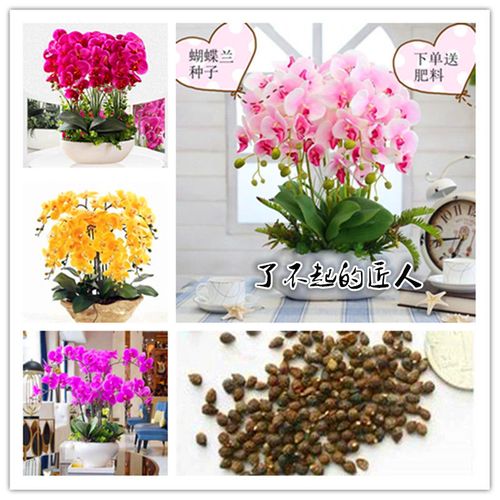 蝴蝶兰花种子当年开花不断阳台盆栽室内花种子四季播种植物花种子