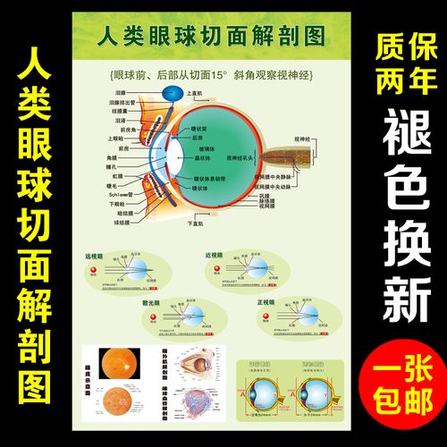 医院眼科眼睛结构挂图眼球切面解剖剖面图人体眼部概观全息图墙贴