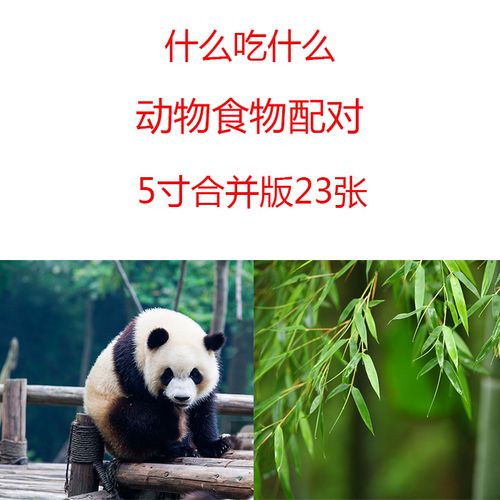 什么吃什么卡片动物食物链配对自闭症孤独症发育迟缓