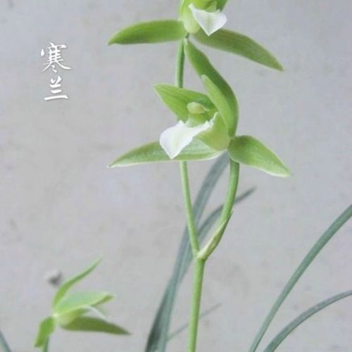 名贵兰花苗细叶寒兰经典素心兰香幽幽香室内阳台高端花卉绿植盆栽