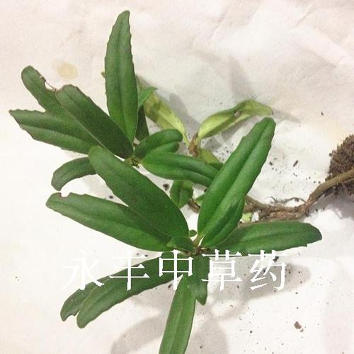 野生中草药 石吊兰 石泽兰 小泽兰 干品