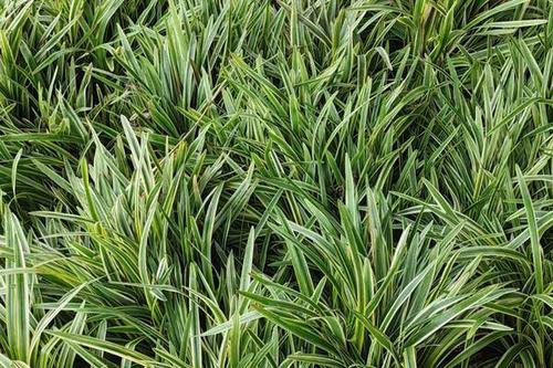 5/棵 麦冬草 金边花叶麦冬银边麦冬阔叶麦冬小叶麦冬基地批发中