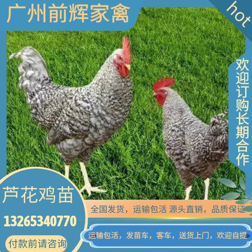 芦花鸡苗出壳芦花土鸡苗黑芦花鸡种苗红芦花鸡苗全国发货量大包邮