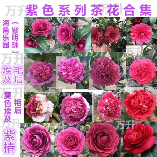 埃及艳后 海角乐园茶花 紫椿紫明珠 紫色盆栽茶花