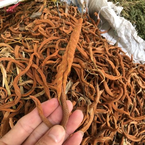 野生石苇刀口药中药材石皮金星草新鲜干货石韦500克包邮