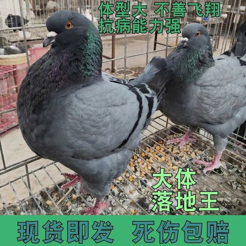落地王活体一对食用大种肉鸽子苗成年特大体型元宝鸽