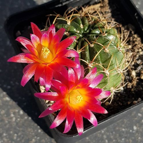 朱丽仙人球趣味开红花子孙球群生丽花球属仙人掌桌面防辐射小盆栽