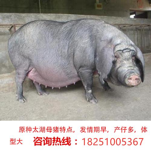 原种太湖母猪梅山母猪苏太纯种二元长白大约克杜洛克种公猪活体