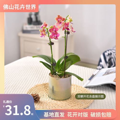 蝴蝶兰佛山花卉世界植物室内花绿植盆栽鲜花观赏鸿运当头盆栽客厅