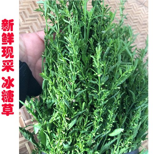 新鲜现采 冰糖草 野土甘草 珠子草 节节珠假枸杞冰袋保鲜发货包邮
