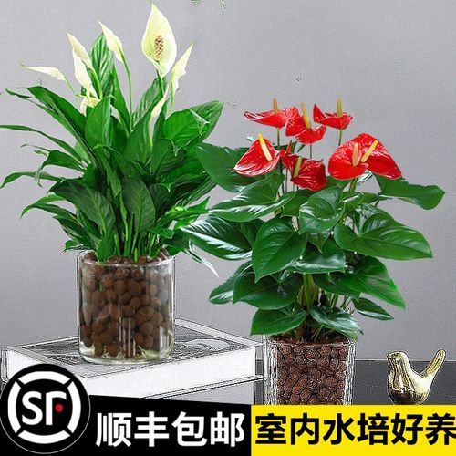 白掌盆栽一帆风顺水培植物办公室内花卉好水养的绿植红掌四季开花