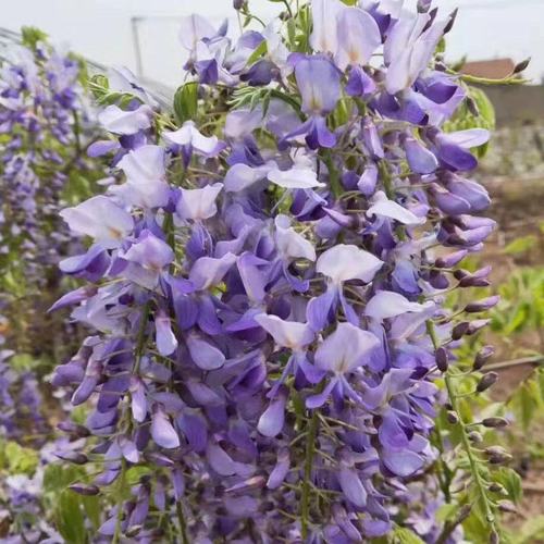 日本长穗紫藤萝花苗爬藤植物藤蔓紫藤花树苗盆栽老桩四季开花庭院
