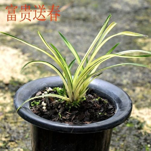正品 兰花春兰送春富贵送春花卉盆景办公室四季植物
