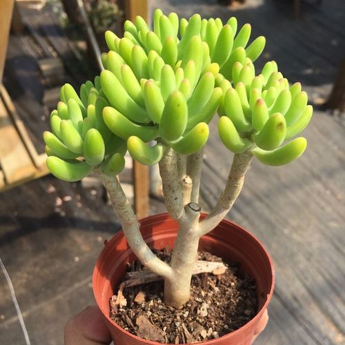 胖婆娘多肉(八千代)多肉植物基地路养法师玉露生石花萌肉