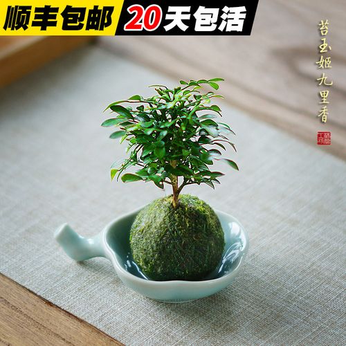 苔玉苔藓球姬九里香台湾达摩小叶水养室内桌面小盆栽迷你微型绿植