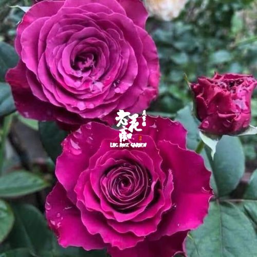 老花痴 珍贵时刻 浓香耐热月季花苗绿植花卉玫瑰阳台庭院盆栽地栽