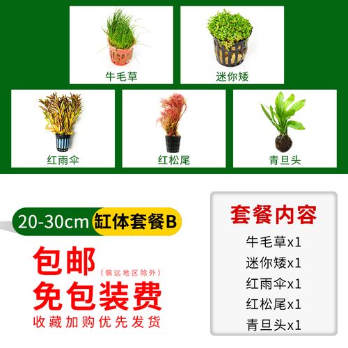 阴性入门级造景真蜈蚣草沉木套餐 牛毛草1 迷你矮1 红雨伞1 红松尾1
