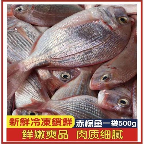 新鲜野生海钓赤棕鱼手钓赤鯮鱼立鱼真鲷海鲜冰冻去肚海鱼批发冷冻
