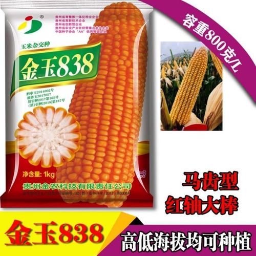 云贵川高产杂交玉米种子耐高温耐贫瘠矮秆玉米种子粮饲料金玉838