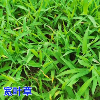 宽叶雀稗种子宽叶草草籽宽叶雀稗 南方通用型绿化护坡草坪种子卓天 宽