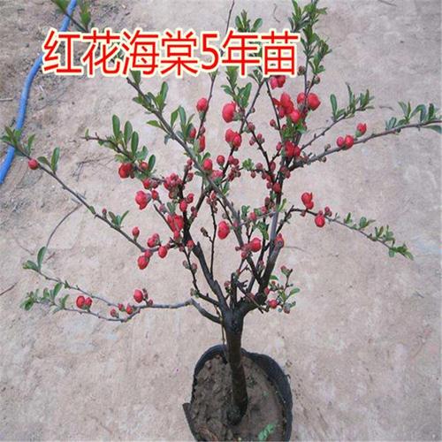 日本海棠 西府海棠盆景海棠花苗 阳室内盆栽 长寿冠 当年开花