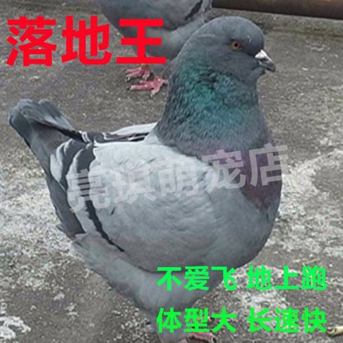 【京选推荐】鸽子活物大鸽子落地王种鸽下蛋鸽子老鸽子肉鸽子家养鸽子