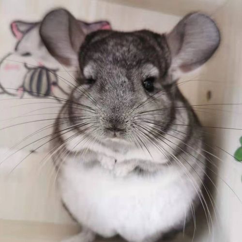 标灰网红小宠物龙猫活物房子宿舍小型好养龙猫活体打