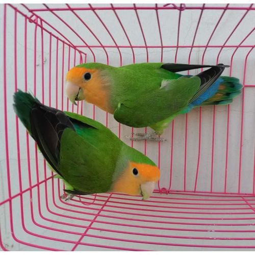 kjhgf【加鸟粮】桃脸牡丹鹦鹉活物黄桃绿桃鹦鹉中型说话鸟亲人鸟爱情