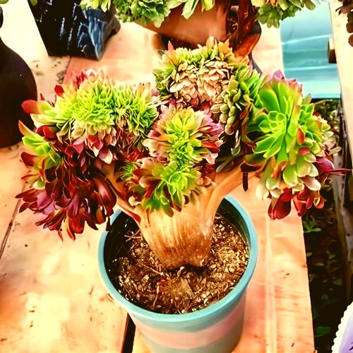 嘉年华缀化高端法师锦缀化多肉植物室内阳台办公桌面花卉盆栽防辐