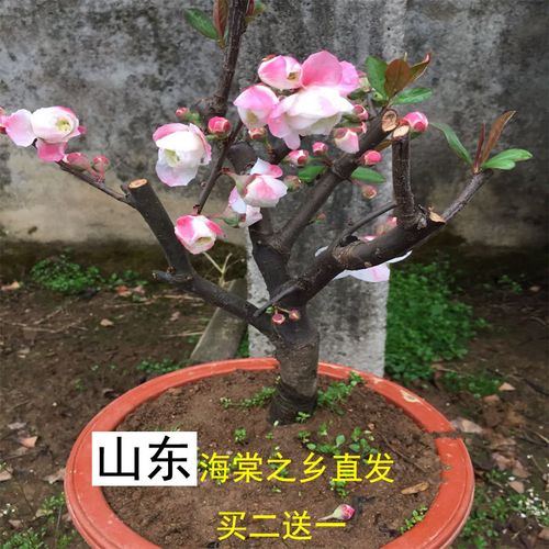 日本海棠花彩玉海棠盆景一物一拍变色无刺新品种观赏阳台客厅办公