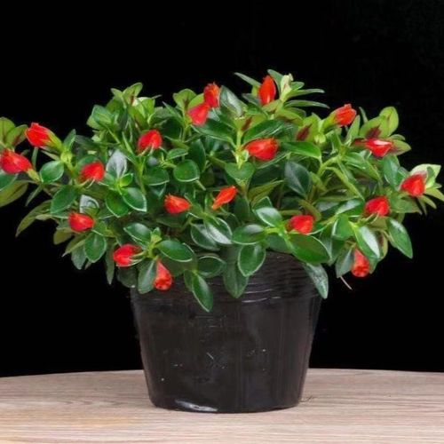 【四季开花】金鱼吊兰盆栽常青花卉绿植室内吸甲醛植物七彩金鱼花
