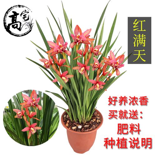 兰花 红满天 建兰 四季兰花苗 好养花卉室内客厅办公