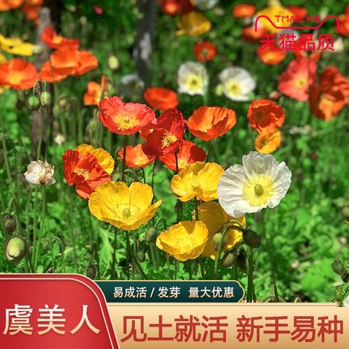 虞美人种子混色冰岛虞美人花种子春秋季播种庭院室外耐寒花种籽孑