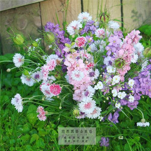 矢车菊飞燕草 春天花种子四季开花室外花籽花种室内