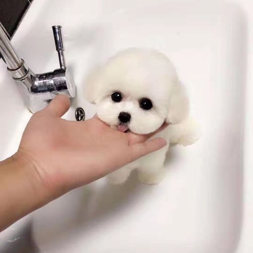 纯种白色法国卷毛比熊幼犬迷你比熊犬茶杯犬活体家养可爱宠物狗狗