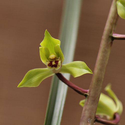 蕙兰老种兰花郑孝荷浓香好养室内绿植盆栽花卉花期1-3月份