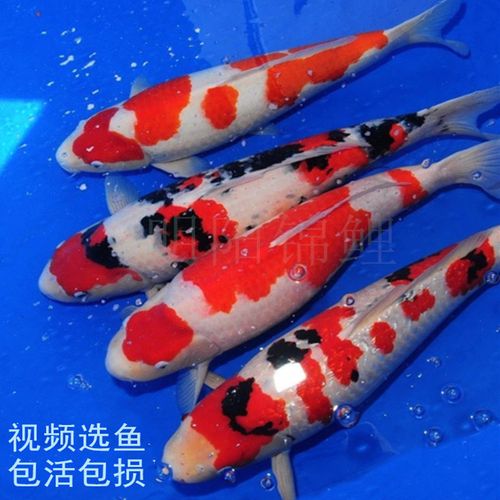 进口日本锦鲤金鱼活鱼纯种红白昭和鱼苗招财冷水观赏