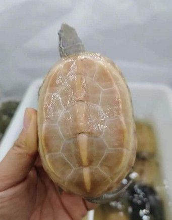 白玉龟白玉草龟中华草龟墨龟全黑小乌龟活物白化草龟乌龟活体