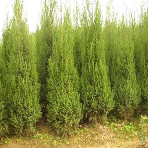 四季常青松柏树 蜀桧苗 墓地松 塔柏苗 清明松侧桧苗绿化树苗包邮