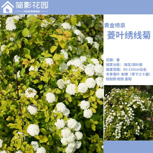 简影花园 菱叶绣线菊 黄金喷泉多年生户外庭院耐寒花灌木包邮