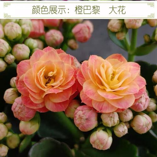 巴黎长寿花系列 橙巴黎 粉巴黎绿巴黎奥格尔长寿花 带花苞发货【4月20