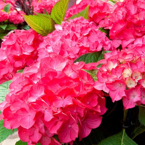 塞尔玛 大花绣球花苗花卉盆栽园艺植物阳台庭院春季美观容易木本