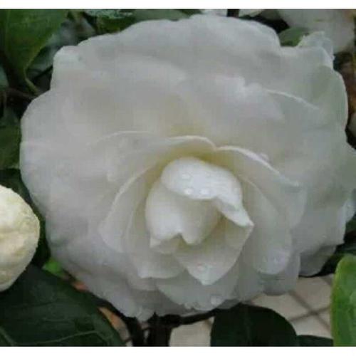 顺丰白锦辉 彩叶水晶白名贵茶花精品树苗 室内外庭院观花观叶绿植