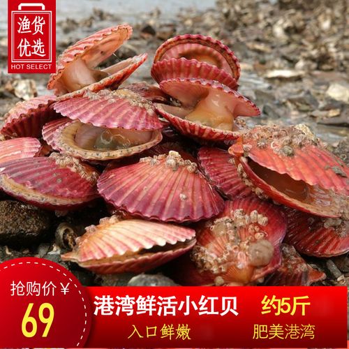 【5斤活小红贝】鲜活扇贝港湾贝新鲜野生带壳扇贝肉贝类烧烤海鲜