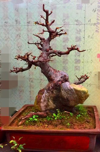 实拍抱石榆树盆景 石头榆树奇异结合 造型抱石榆树桩